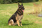 sitting East German Shepherd