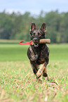 playing east German Shepherd