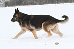 walking East German Shepherd