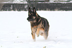 running East German Shepherd