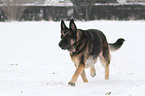 walking East German Shepherd