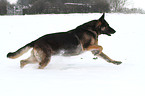 running East German Shepherd