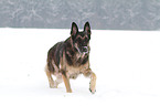 walking East German Shepherd