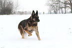 walking East German Shepherd