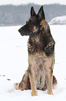 sitting East German Shepherd