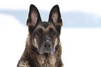 East German Shepherd Portrait