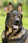 German Shepherd GDR Portrait