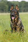 sitting German Shepherd GDR