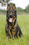 sitting German Shepherd GDR