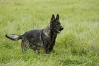 German Shepherd GDR