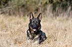 lying German Shepherd GDR