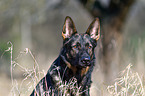 German Shepherd GDR Portrait