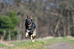 running German Shepherd GDR