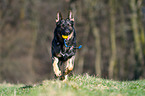 playing German Shepherd GDR