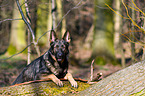 German Shepherd GDR