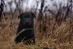 7 weeks old GDR Shepherd Puppy