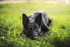 black GDR Shepherd