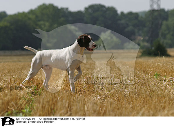 Deutsch Kurzhaar / German Shorthaired Pointer / RR-02359