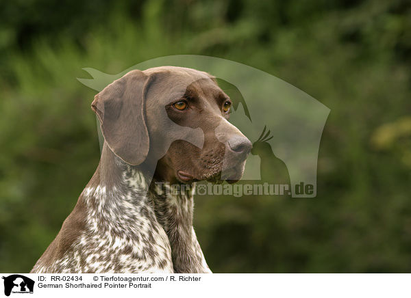 Deutsch Kurzhaar / German Shorthaired Pointer Portrait / RR-02434