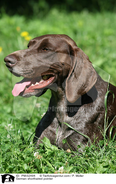 German shorthaired pointer / PM-02494