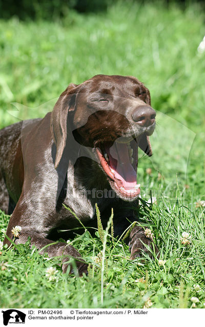 German shorthaired pointer / PM-02496