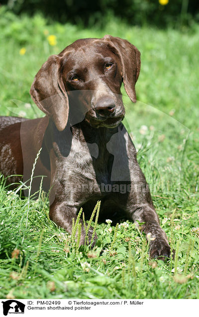 German shorthaired pointer / PM-02499