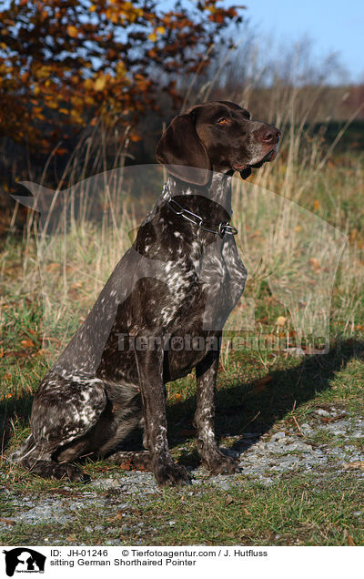 sitzender Deutsch Kurzhaar / sitting German Shorthaired Pointer / JH-01246