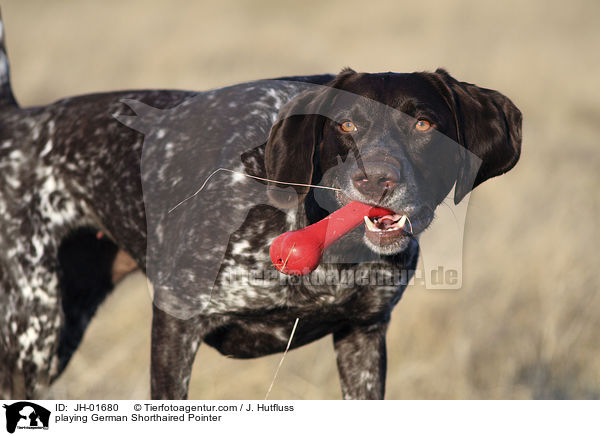 spielender Deutsch Kurzhaar / playing German Shorthaired Pointer / JH-01680