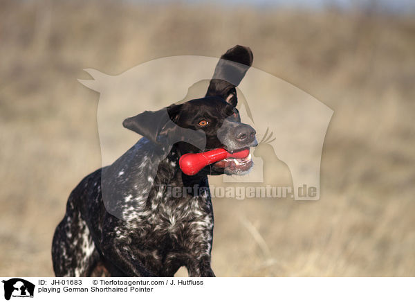 spielender Deutsch Kurzhaar / playing German Shorthaired Pointer / JH-01683