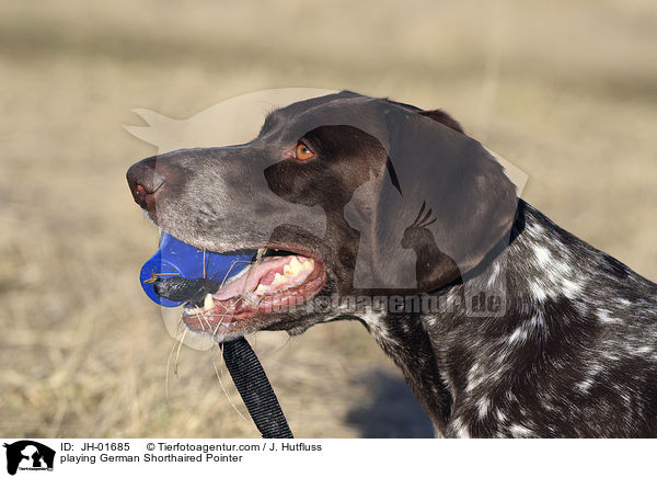 spielender Deutsch Kurzhaar / playing German Shorthaired Pointer / JH-01685