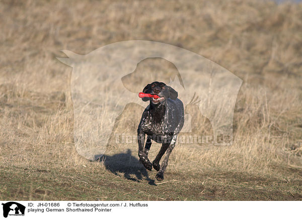 spielender Deutsch Kurzhaar / playing German Shorthaired Pointer / JH-01686