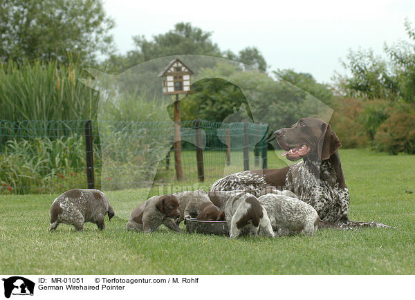 Deutsch Kurzhaar Welpen / German Wirehaired Pointer / MR-01051