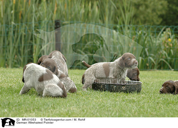 Deutsch Kurzhaar Welpen / German Wirehaired Pointer / MR-01053