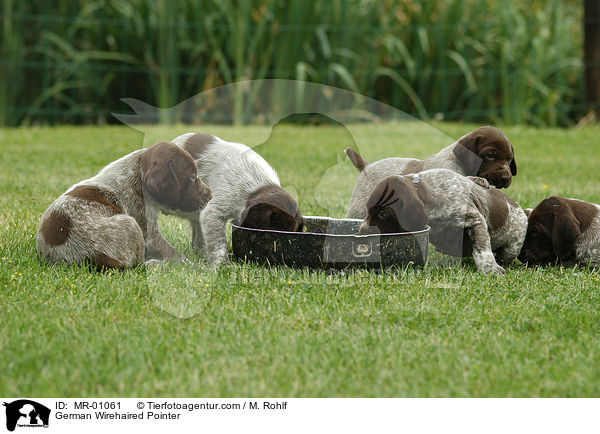 Deutsch Kurzhaar Welpen / German Wirehaired Pointer / MR-01061