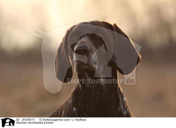 Deutsch Kurzhaar / German shorthaired pointer / JH-05017