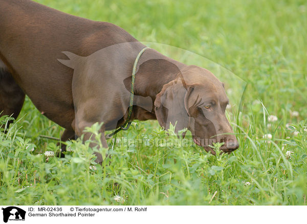 Deutsch Kurzhaar / German Shorthaired Pointer / MR-02436