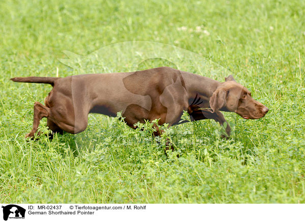 Deutsch Kurzhaar / German Shorthaired Pointer / MR-02437