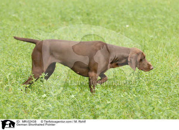 Deutsch Kurzhaar / German Shorthaired Pointer / MR-02438