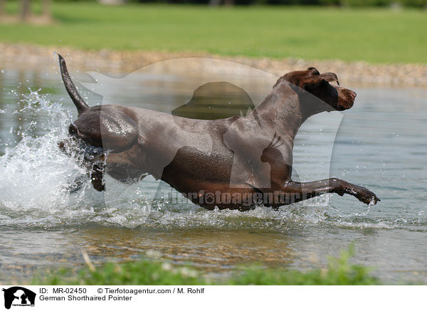 Deutsch Kurzhaar / German Shorthaired Pointer / MR-02450