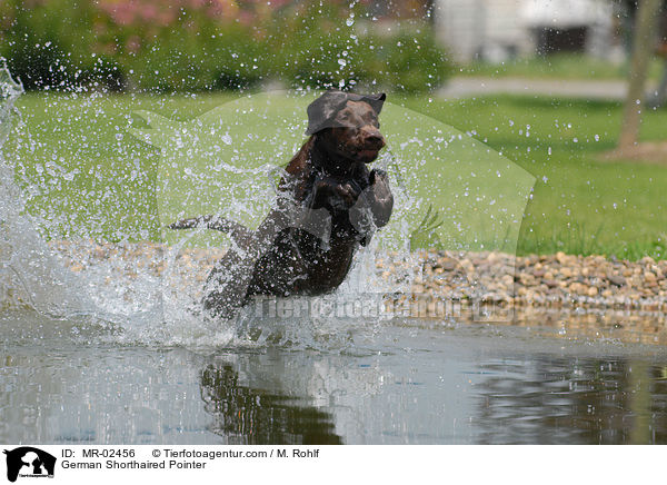 Deutsch Kurzhaar / German Shorthaired Pointer / MR-02456