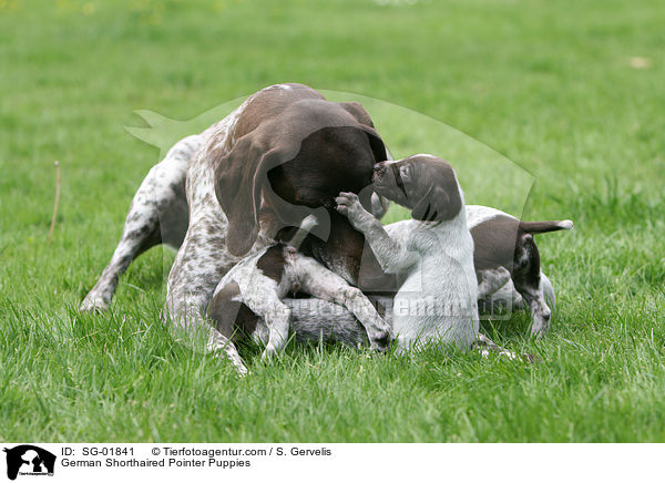 Deutsch Kurzhaar Welpen / German Shorthaired Pointer Puppies / SG-01841