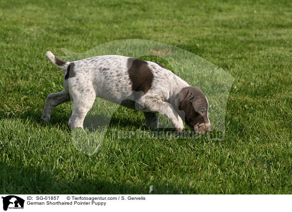 Deutsch Kurzhaar Welpe / German Shorthaired Pointer Puppy / SG-01857