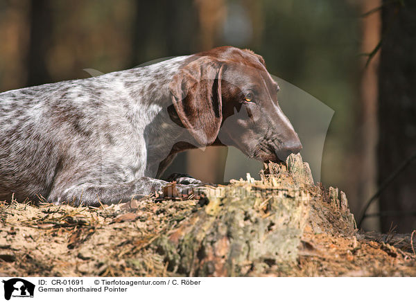 Deutsch Kurzhaar / German shorthaired Pointer / CR-01691