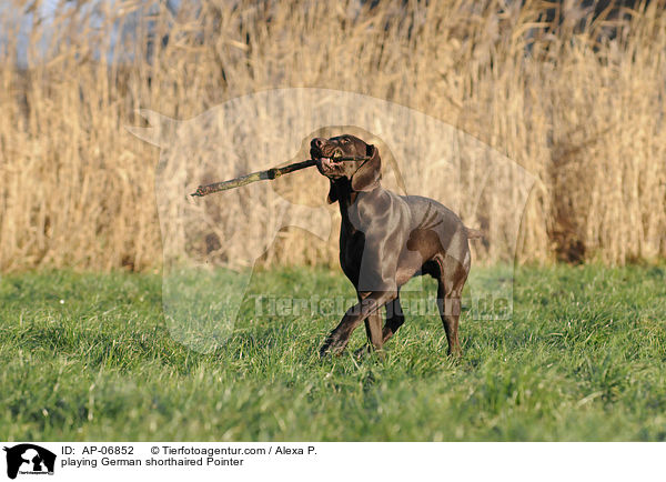 spielender Deutsch Kurzhaar / playing German shorthaired Pointer / AP-06852