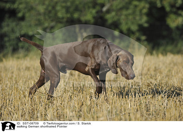 laufender Deutsch Kurzhaar / walking German shorthaired Pointer / SST-08709