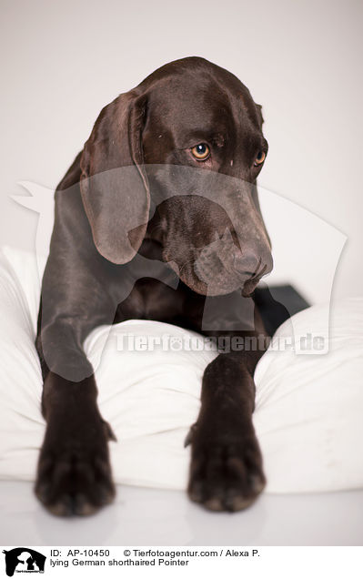 liegender Deutsch Kurzhaar / lying German shorthaired Pointer / AP-10450