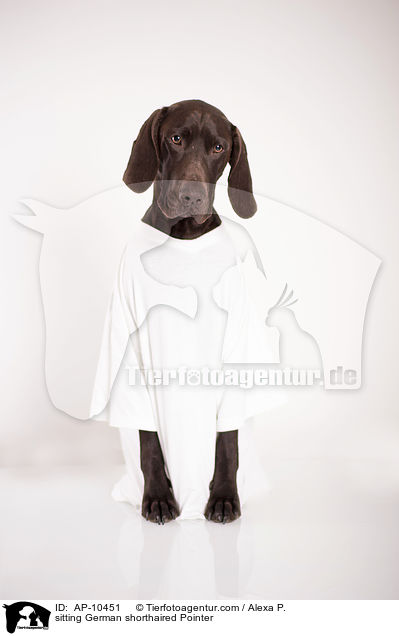 sitting German shorthaired Pointer / AP-10451