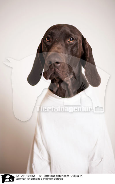 Deutsch Kurzhaar Portrait / German shorthaired Pointer portrait / AP-10452