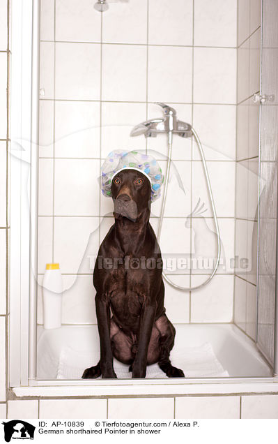 Deutsch Kurzhaar in der Dusche / German shorthaired Pointer in shower / AP-10839