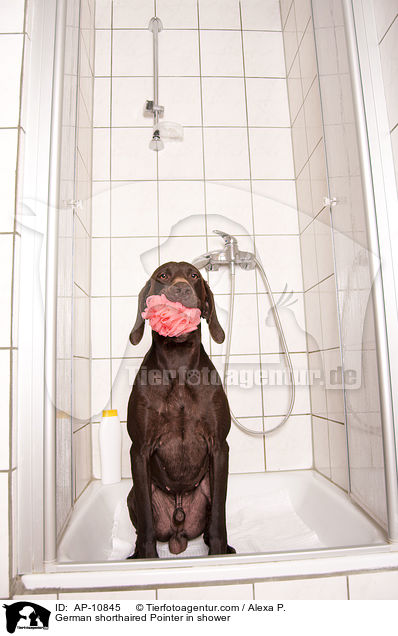 Deutsch Kurzhaar in der Dusche / German shorthaired Pointer in shower / AP-10845